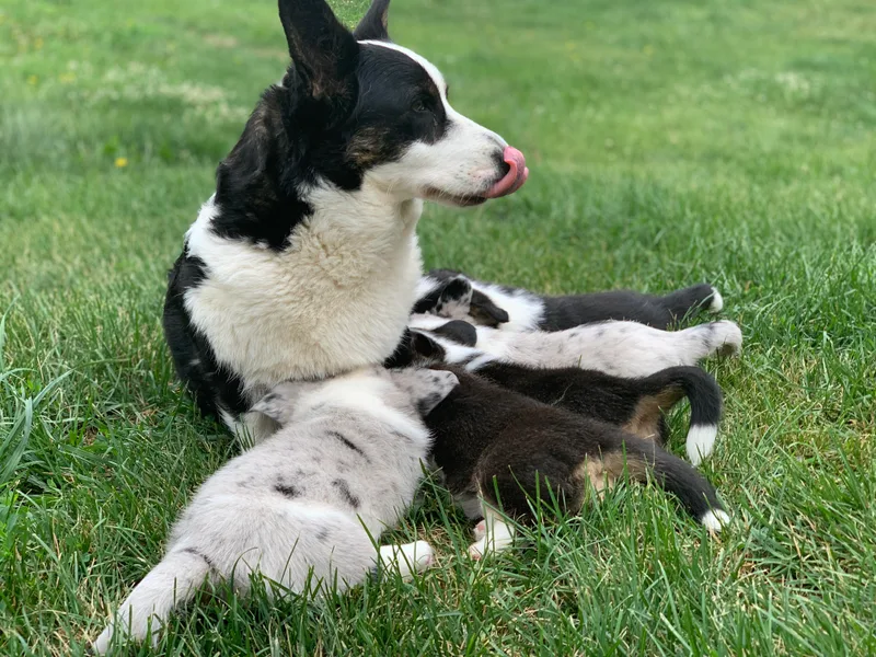 Castle Ridge Cardigan Welsh Corgis