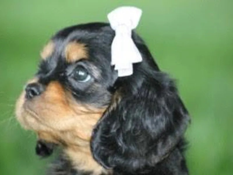 Castle Rock Cavaliers