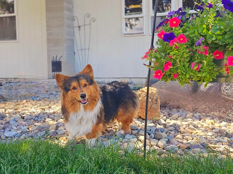 Castle View Royal Rumps