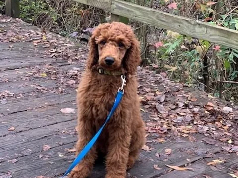 Castleberry Doodles and Poodles