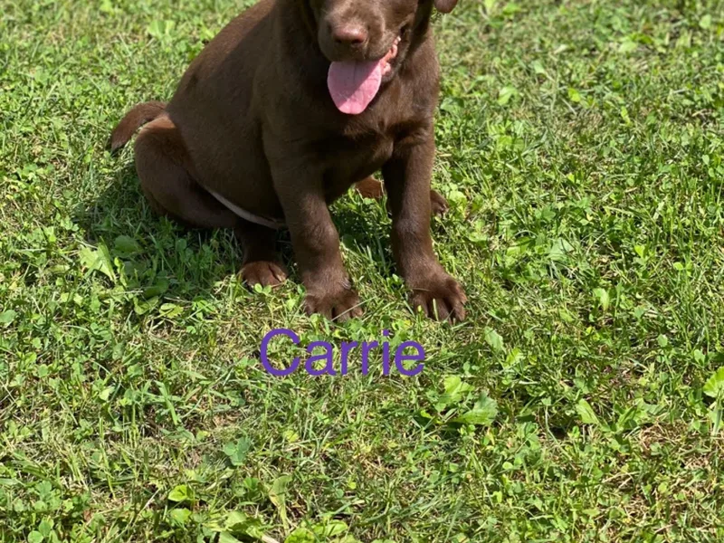 Castlegate Labs &amp; Doodles