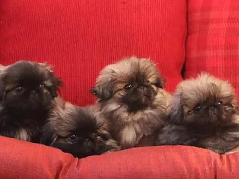 Castlerigg Pekingese photo 1