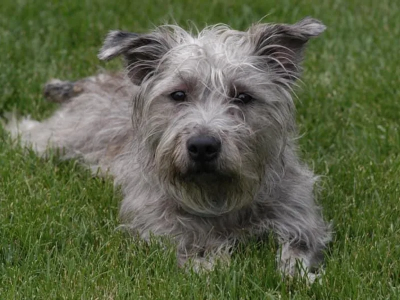 Castlerock Glens photo 1