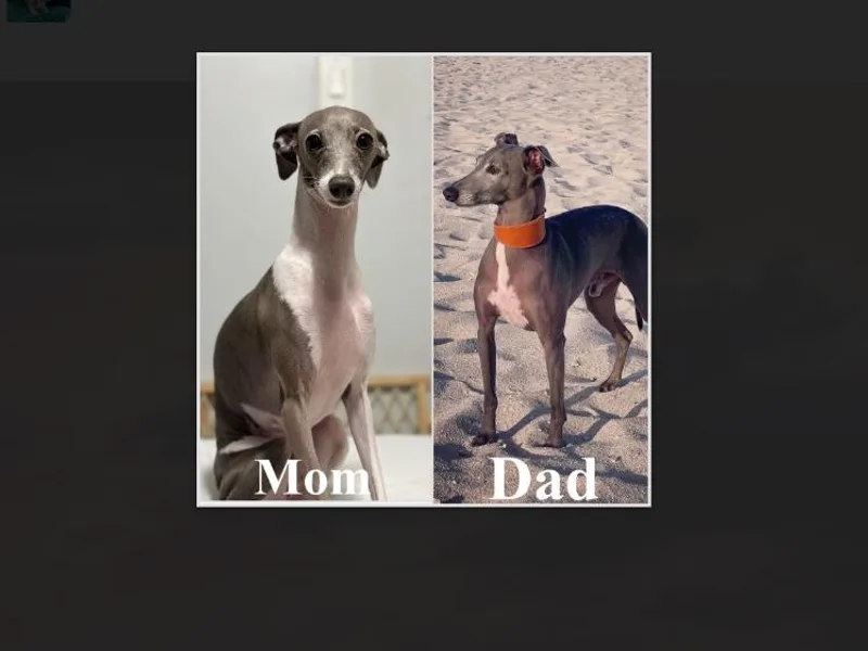 Castro’s Italian greyhounds