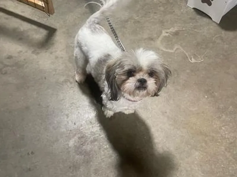 Castro Shih Tzu