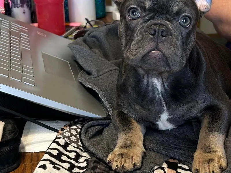 Cat's Custom Frenchies