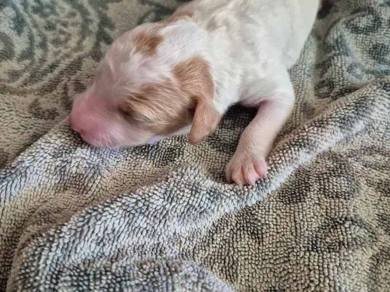 Cat's Golden Labradoodles