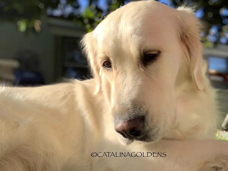 Catalina Goldens European Pedigree Companions®