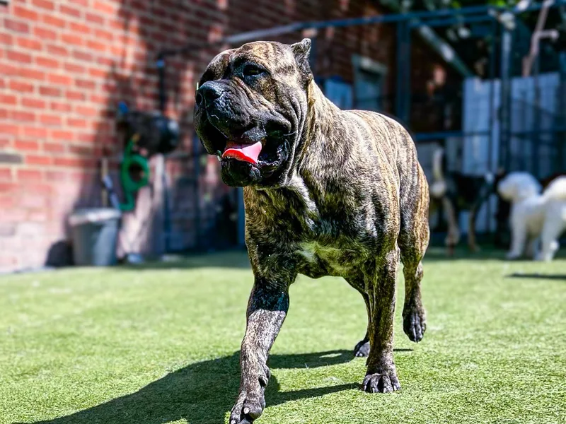 Catawba Cane Corso