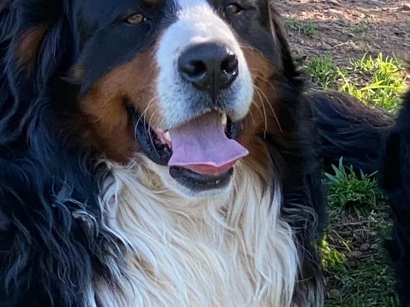 Catawba Valley Bernese