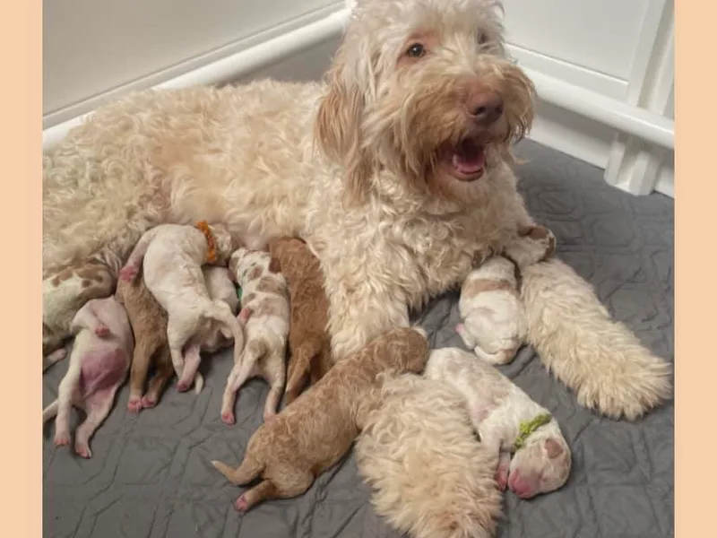 Catawba Valley Doodles