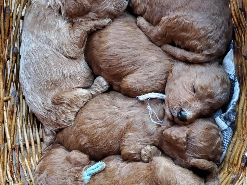 Catch A Cavapoo photo 1