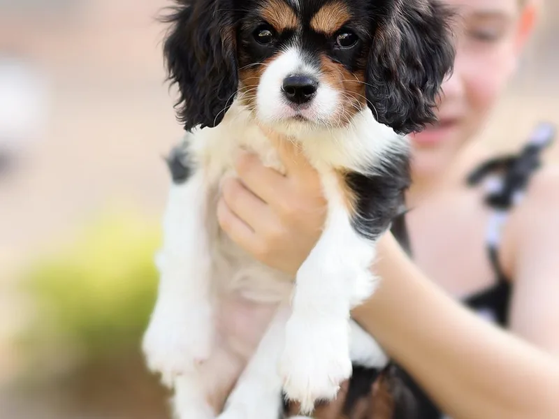 Catella Cavaliers and Cavapoos
