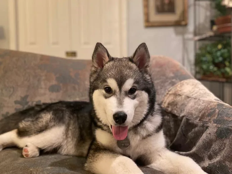 Catera Alaskan Malamutes