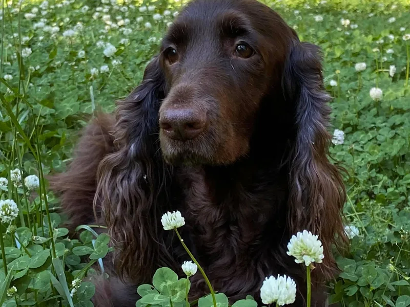 Catera Field Spaniels photo 1