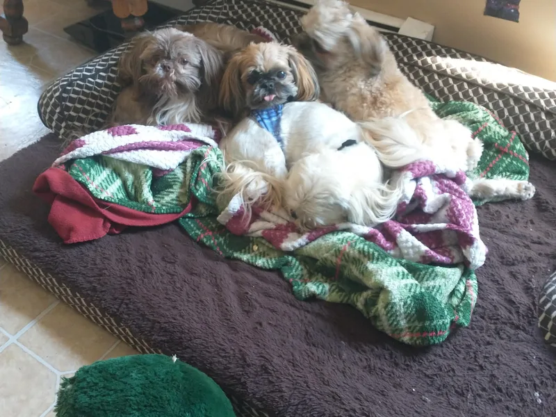 Caterina's Shih Tzus