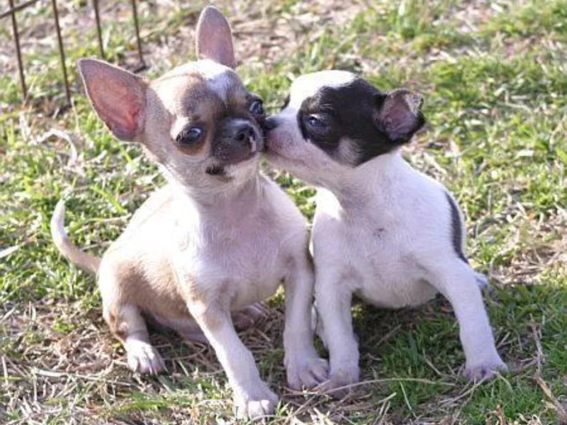 Catero Chihuahuas