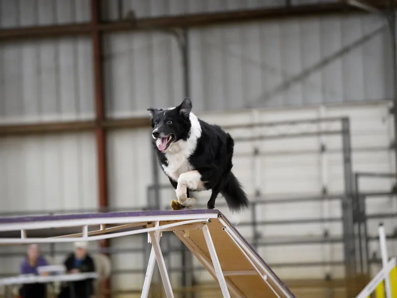 Cates Border Collies