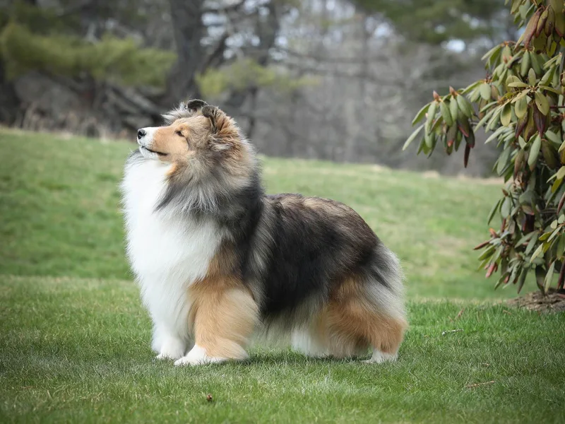 Cathance Shetland Sheepdogs