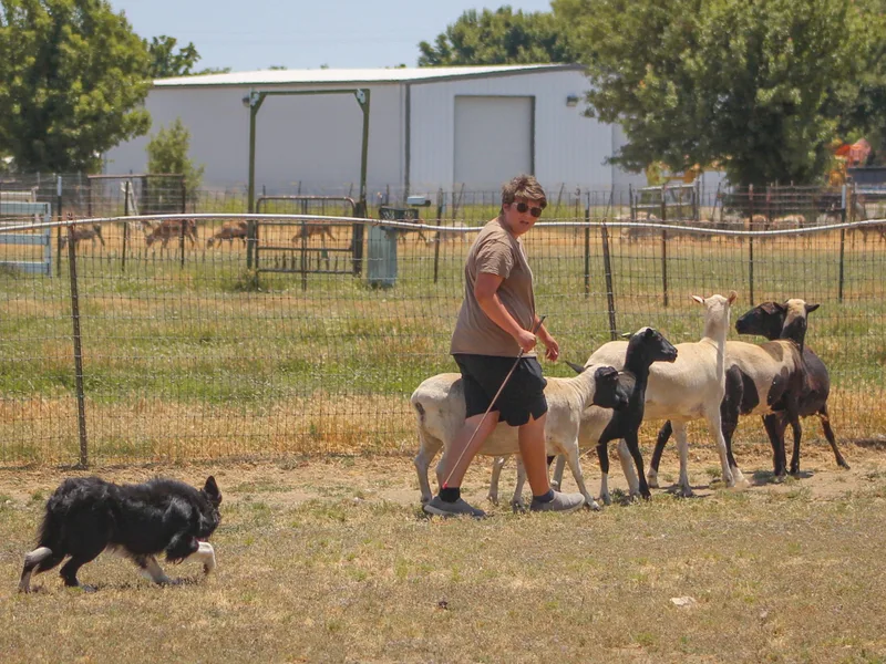 Cathedral Border Collies