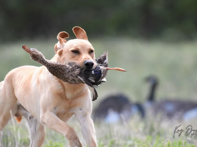 Catherine Creek Labradors