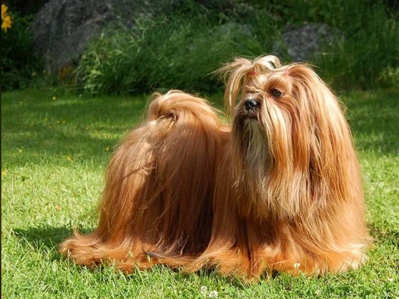 Catherine Marley's Lhasa Apsos