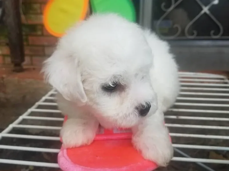 Catherine's Bichon Frise