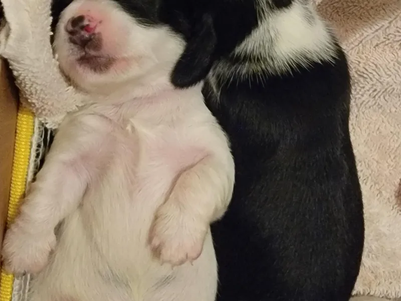 Catherine's Mini Dachshunds