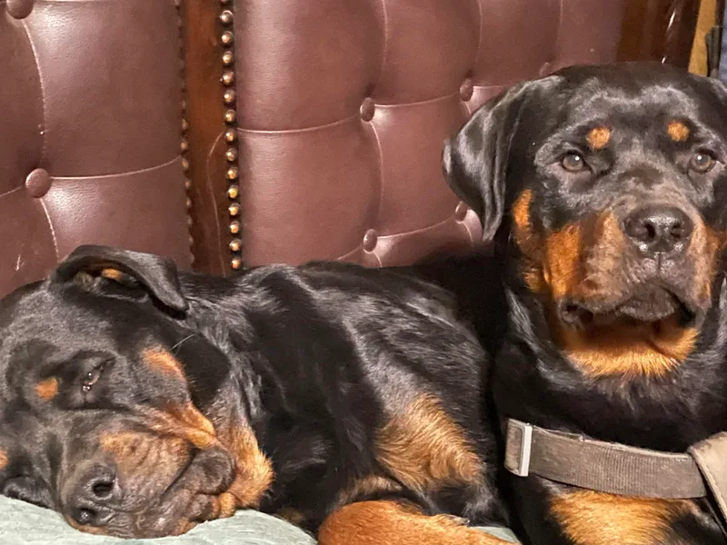 Catherine's Rottweilers