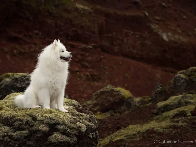 Cathy's American Eskimo Dogs