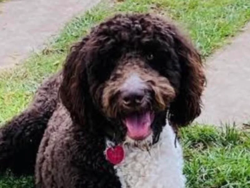 Cathy's Bernedoodles