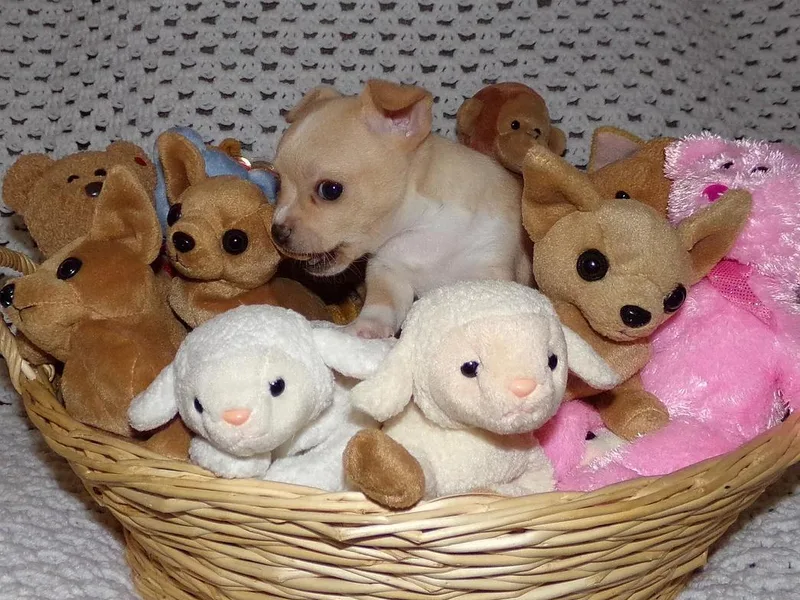 Cathy's Charming Chihuahuas