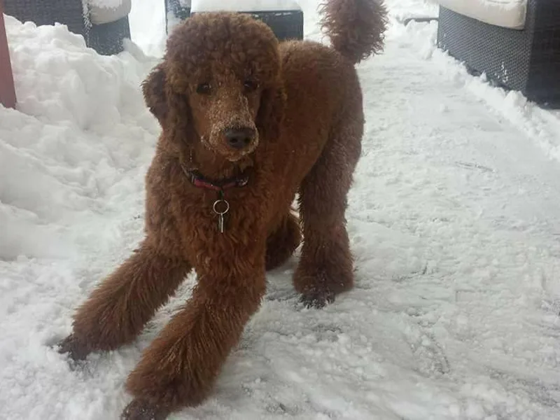 Catoctin Furnace Standard Poodles