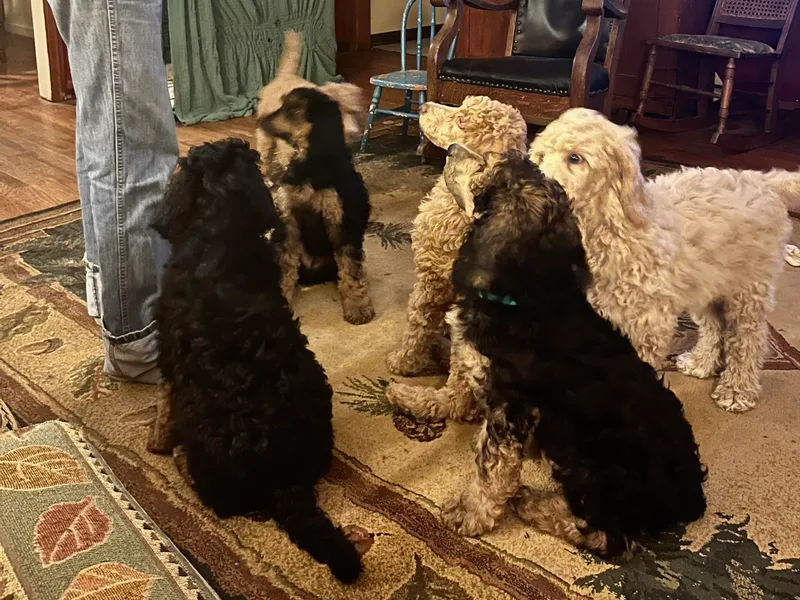 Cats Creek Standard Poodles