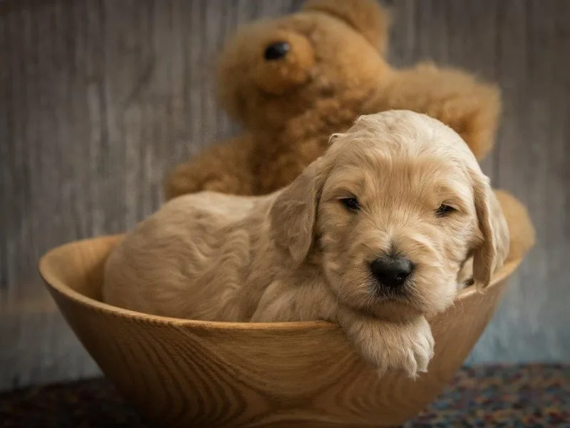 Catskill Country Labradoodles