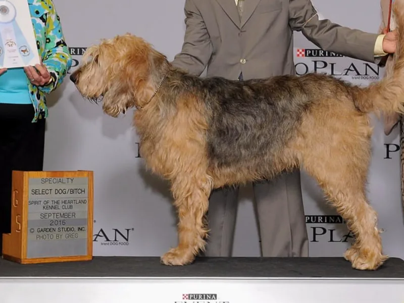 Catskill Otterhounds photo 1