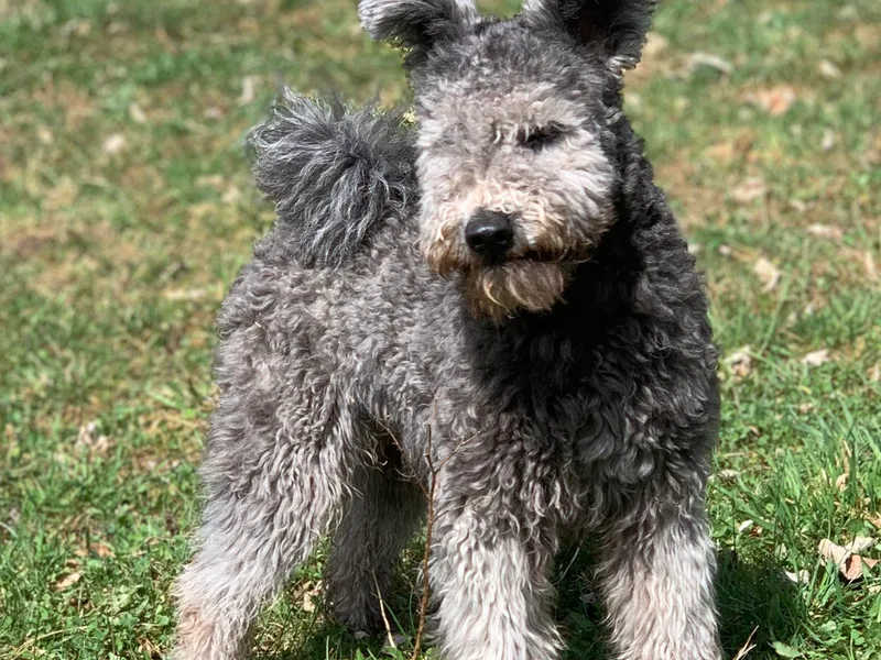 Catskill Pumi