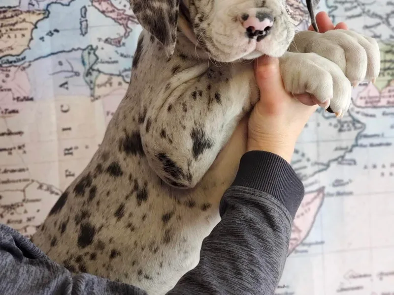 Catskills Greatest Danes