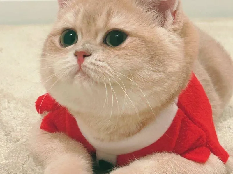 CatteryCo