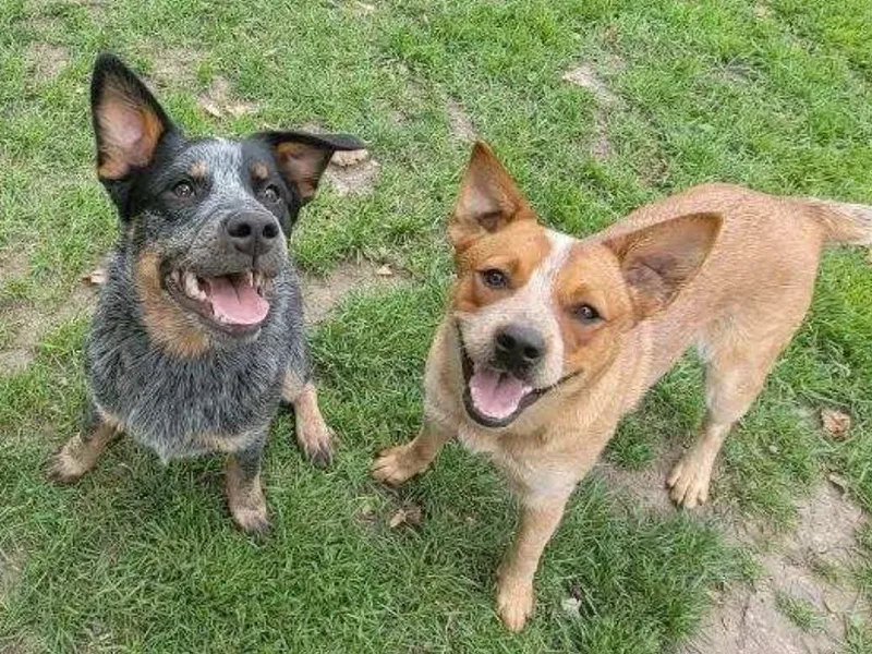 Cattle Dog Kennels