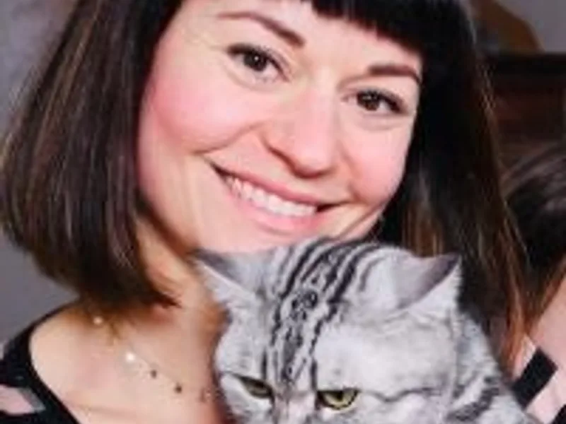 Catzilla British Shorthairs photo 1