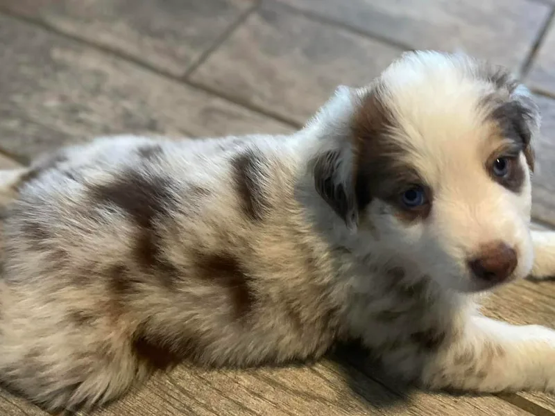 Causey Ranch Aussies