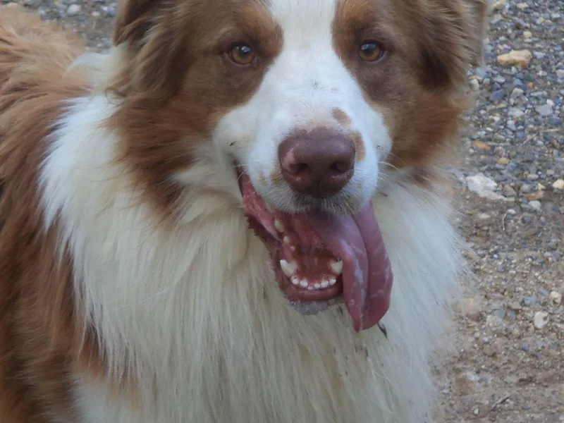 Cavalier Australian Shepherds