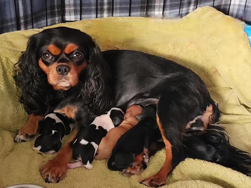 Cavalier Castle at Deerfield Park