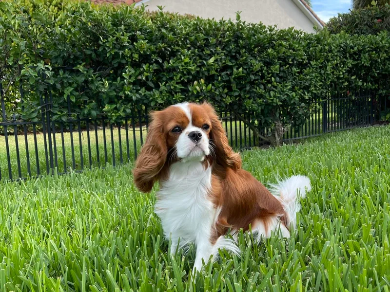 Cavalier King Charles Spaniels