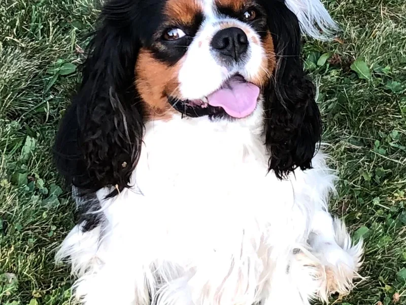 Cavalier King Charles Spaniels