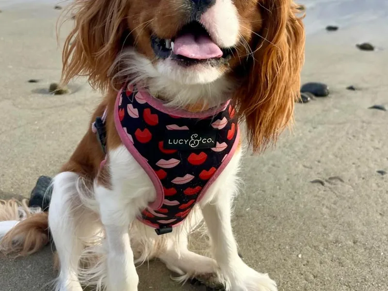 Cavalier Kingdom San Diego