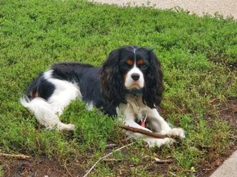 Cavalier Pups photo 1