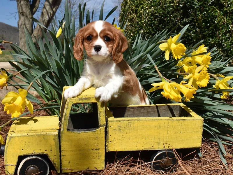 Cavaliers by Crumley