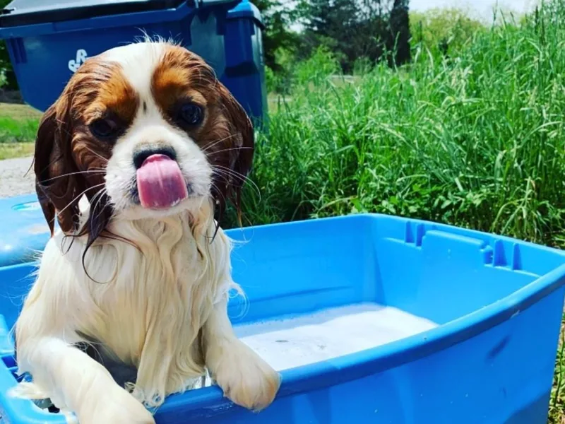 Cavaliers of Lilac Creek